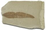 Detailed Fossil Leaf (Populus) - Green River Formation, Utah #325584-1
